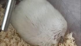 老鼠吃瓜视频在线观看免费,免费观看老鼠吃瓜萌态视频 第3张 老鼠吃瓜视频在线观看免费,免费观看老鼠吃瓜萌态视频 第3张